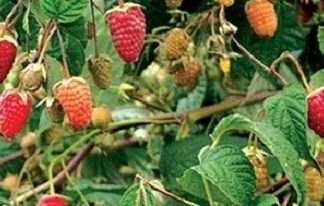 Грунту на городі і в саду можуть бути різними за складом, а від цього залежать і врожай, і зусилля, які доводиться докладати при вирощуванні культур. Що робити, якщо ділянка піщаний? Деякі городники застосовують прийом глинования. На глибину багнета лопати (18-25 сантиметрів) влаштовують основу з гл