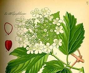 Калина — як багато в цій назві. Про калину складають пісні.