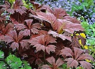 Світло – і тенелюбы: рослини для сонячних та затінених ділянок