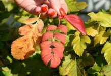 Новинка сезону-сорбаронія-краще горобини і краще аронії