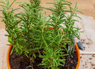 Експерти хочуть, щоб ви спалили Розмарі у своєму будинку в жовтні цього року