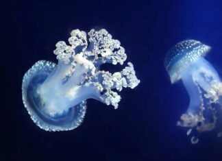 Медуза з білими плямами: мила, поки не стане агресивною