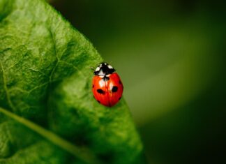 6 ароматів, які відштовхуватимуть сонечко і зроблять ваш дім пахне приємним