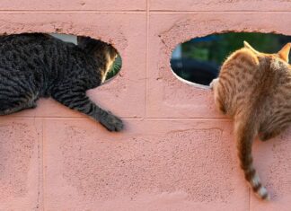 Чому коти кладуть дупу в обличчя?
