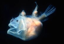 10 najstraszniejszych ryb ukrywających się w rzekach, głębokich oceanach i muszlach