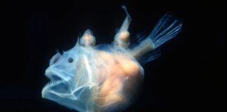 10 najstraszniejszych ryb ukrywających się w rzekach, głębokich oceanach i muszlach