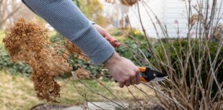 Strategiczne przycinanie krzewów: czas na zdrowy wzrost