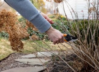 Стратегічна обрізка кущів: час для здорового росту