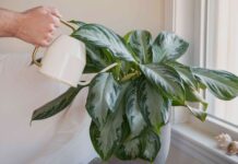 Догляд за кімнатними рослинами взимку: полив для здорового росту