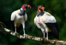 Найнезвичайніші птахи у світі: форма відповідає функції