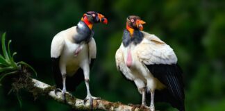 Найнезвичайніші птахи у світі: форма відповідає функції