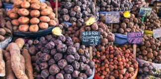 Asal Usul Kentang yang Tak Terduga: Dari Andes hingga Makanan Pokok Global