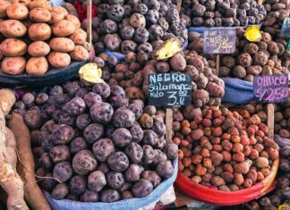 Несподіване походження картоплі: від Анд до глобального значення