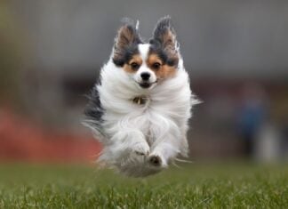 10 наймиліших маленьких песиків, яких ви захочете побалувати