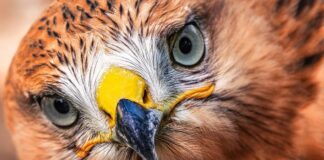 9 найбільших птахів Північної Америки: зникаючі види та хижаки