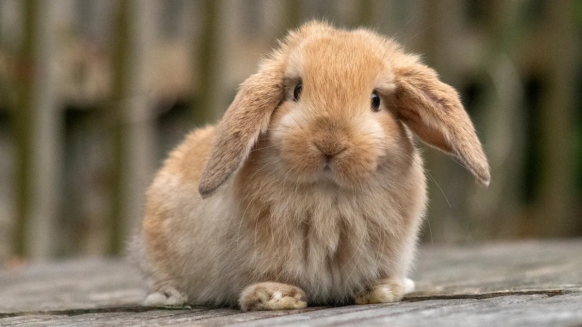 d8363ac4-550c-4669-83b8-9a5ded1fd68a