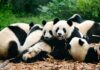 Le nom collectif délicieusement étrange pour les pandas : un embarras