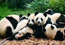 The Delightfully Odd Collective Noun for Pandas: An Embarrassment