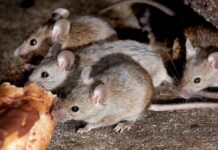 Um grupo de ratos: por que eles são chamados de “travessuras”