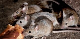 Eine Gruppe Mäuse: Warum sie als „Unfug“ bezeichnet werden