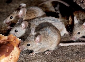 Um grupo de ratos: por que eles são chamados de “travessuras”