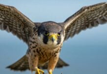 «Зграя» соколів: чому ці хижі птахи не збираються разом, як інші