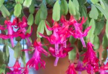 Чому ваш декабрист не цвіте (і як це виправити)