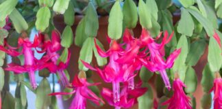 Pourquoi votre cactus de Noël ne fleurit pas (et comment y remédier)