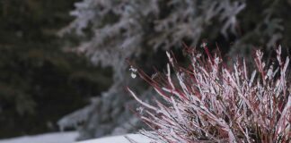 Wie man mit Eis auf Bäumen und Sträuchern umgeht: Eine sichere Anleitung