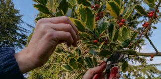 Poda de azevinho para decoração de férias: um guia para colher sem danos