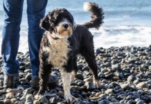 O Cão de Água Português: Uma Raça Construída para o Trabalho e a Família