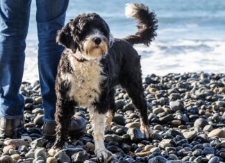 O Cão de Água Português: Uma Raça Construída para o Trabalho e a Família
