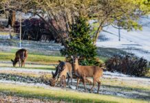 Захистіть свій зимовий сад від оленів: 7 рослин, яких вони не чіпатимуть