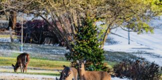 Hertenbestendig uw wintertuin: 7 planten die ze niet aanraken