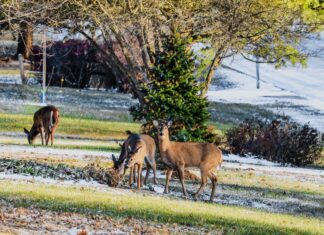 Deer-Proof Your Winter Garden: 7 Plants They Won’t Touch