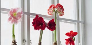 Ravviva i tuoi amarilli: come far rifiorire questi preferiti delle vacanze anno dopo anno