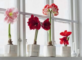 Revive Your Amaryllis: How to Rebloom These Holiday Favorites Year After Year