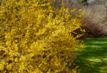 Sousedský Bush přerostlý? Vaše zákonná práva na úpravu – a jak to udělat správně