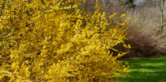 Semak Tetangga Ditumbuhi Banyak? Hak Hukum Anda untuk Memangkasnya—dan Cara Melakukannya dengan Benar