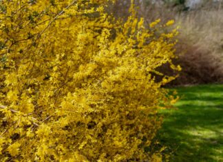 Neighbor’s Bush Overgrown? Your Legal Right to Trim It—and How to Do It Right