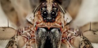 Скупчення павуків: від тимчасових скупчень до рідкісних колоній