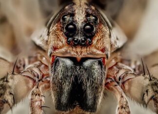 Spider Gatherings: From Temporary Clusters to Rare Colonies