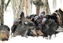 Дикі індички: більше, ніж просто День подяки