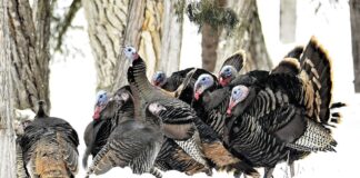 Tacchini selvatici: oltre la tavola del Ringraziamento