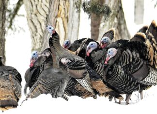 Дикі індички: більше, ніж просто День подяки