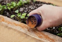 Кайенский перець і багато іншого: природний захист від шкідників у саду