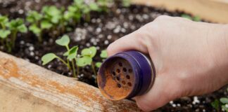 Pimenta caiena e muito mais: controle natural de pragas no jardim