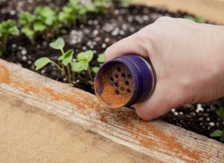 Кайенский перець і багато іншого: природний захист від шкідників у саду