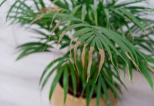 Mengapa Tanaman Hias Anda Menjadi Coklat di Musim Dingin (Dan Cara Memperbaikinya)