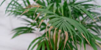 Por qué las plantas de interior se vuelven marrones en invierno (y cómo solucionarlo)